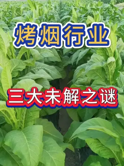 种植烤烟三大未解之谜 #烤烟种植技术与管理 #烤烟种植 #烤烟烘烤 #烟草种植 #农业种植