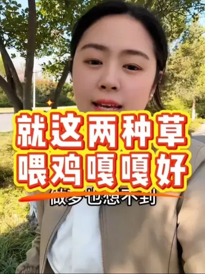 就这两种草喂鸡嘎嘎好 #科学养鸡 #鸡鸭鹅养殖 #鸡病防治 #养殖小妙招 #抖音养鸡人