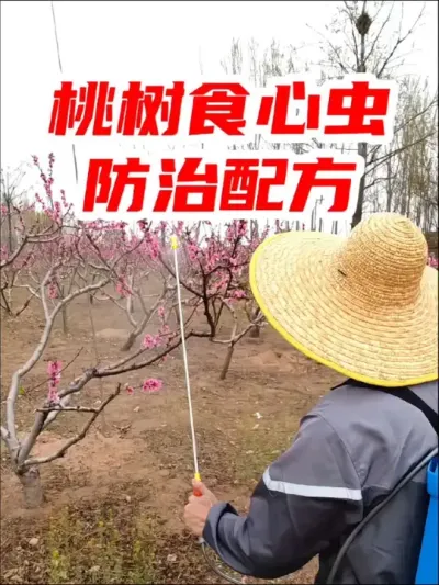 桃树食心虫防治方案#桃树食心虫 是开花前打药好，还是结了幼果再打好#食心虫 #桃树管理 #病虫害防治 #分享农业知识帮农民增产增收