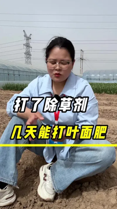 打了除草剂，几天能打叶面肥#三农 #农业 #玉米种植 #玉米 #玉米金大棒