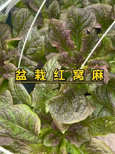 红窝麻长得很快，采摘不到10天，淋了肥水后又想起来了。大家可以试试，这个菜比莴笋叶和油麦菜好吃。#记录我的种植生活 #自己种的纯天然的绿色蔬菜 #楼顶菜园 #我爱种菜 #我的小菜园