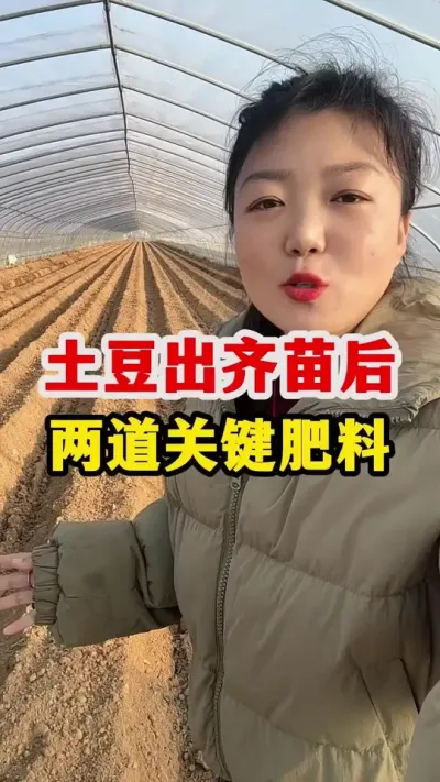 土豆出齐苗之后的两道关键肥料补充#土豆高产种植 #土豆 @抖音小助手