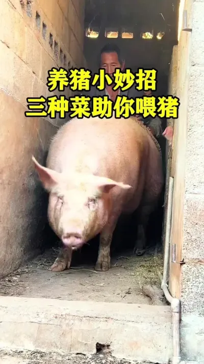 养猪老板常备的三种菜#养猪人 #养殖#猪