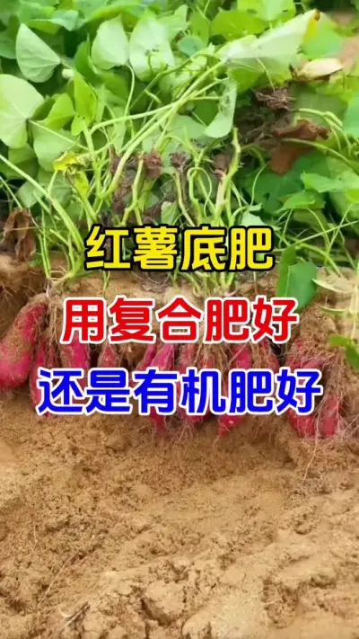 红薯底肥用复合肥还是有机肥#红薯种植#红薯底肥#红薯施肥#红薯高产#红薯大高产