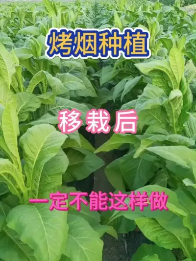 云南烟农花了20万的烤烟种植教训，千万别这样做 #种植小技巧 #烤烟 #烤烟种植 #烤烟种植技术与管理 #农业种植