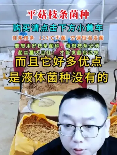 云南，甘肃，湖南等许多大基地已经普及我们这个挂浆枝条菌种了，特别适合大规模生产。#平菇种植 #平菇菌种 #食用菌栽培种 #栽培种