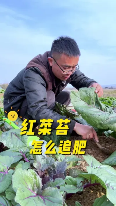 红菜苔怎么追肥？红菜苔追肥方法#关注我一起学种菜 #自己种的纯天然的绿色蔬菜 #我的小菜园 #种植小技巧 #种菜