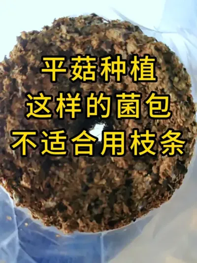 平菇种植，这种的菌包配方不适合用枝条菌种，具体逻辑直播间一起讨论#平菇种植 #平菇菌种 #食用菌栽培种 #栽培种