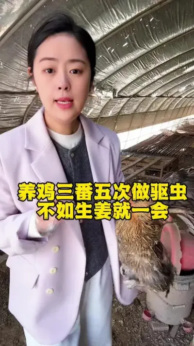 养鸡三番五次做驱虫不如生姜就一会 #科学养鸡 #鸡鸭鹅养殖 #鸡病防治 #养鸡人 #养殖小妙招