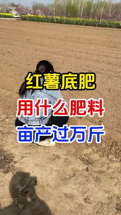 红薯底肥用什么肥料亩产过万斤#红薯#红薯底肥#红薯管理#红薯高产