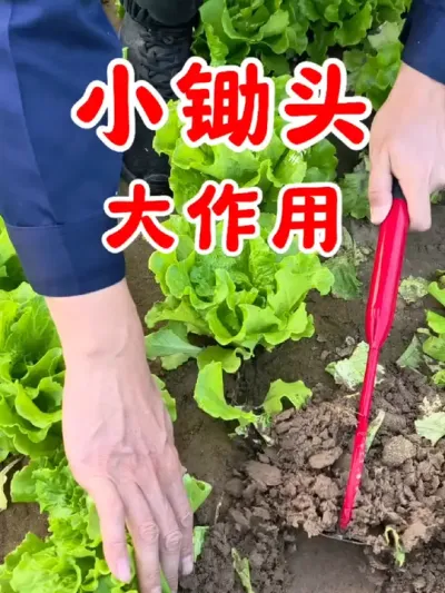 小锄头大作用，除草松土神器#松土除草 #农用工具锄草 #农用工具 #小锄头 #蔬菜种植