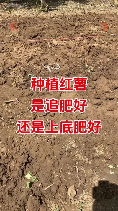 红薯是追肥好还是底肥好#红薯种植 #红薯底肥#红薯管理#红薯高产#红薯大丰收