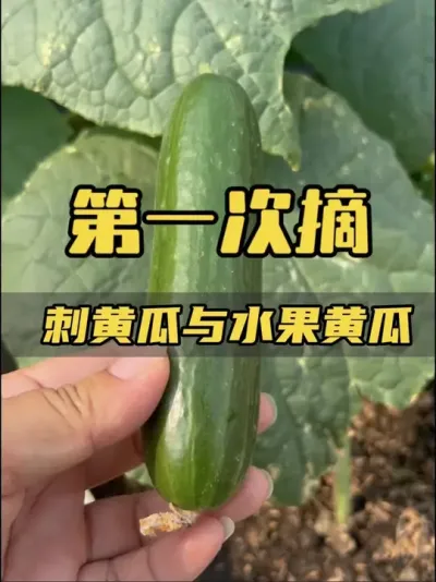 终于吃上了今年第一口自己种的黄瓜，安安心心的，还有点甜！真不错！#盆栽黄瓜 #记录我的种植生活 #盆栽瓜果 #荷兰水果黄瓜 #黄瓜