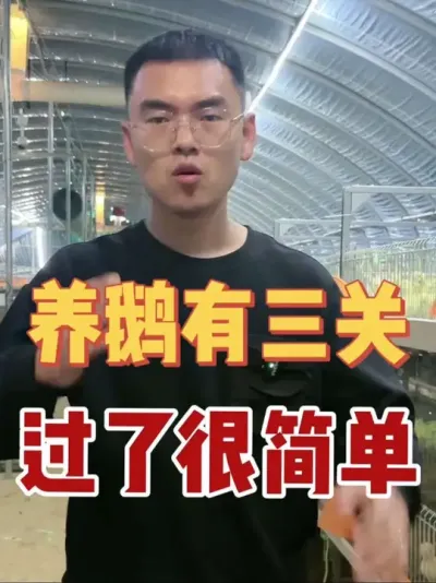 养鹅有三关，过了很简单，为什么你养鹅成活率老是那么低？钱不少花，鹅毛病越来越多！其实问题在这里！#vlog十亿流量扶持计划 #养鹅技术分享 #养鹅技术找晓雨