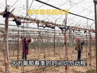 春季葡萄园除草有哪些注意事项？#农业种植 #果园管理 #葡萄种植 #技术分享 #农技推广