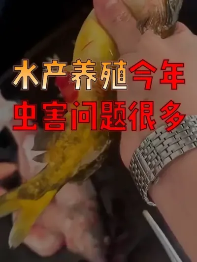 今年虫害问题可不少，鱼塘七成的问题都和寄生虫脱不了干系！#养鱼人  #养鱼  #水产养殖技术  #水产