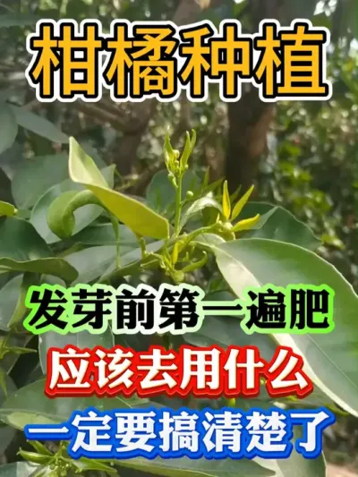 发芽前第一遍肥到底用复合肥，尿素还是速效的氮肥呢#果树种植 #果树管理 #果园管理 #柑橘种植