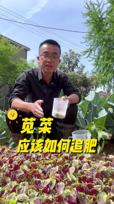 苋菜应该如何追肥，才能生长鲜嫩，口感好？#关注我一起学种菜 #每天分享蔬菜种植技巧 #我的小菜园 #种植小技巧 #在家种菜