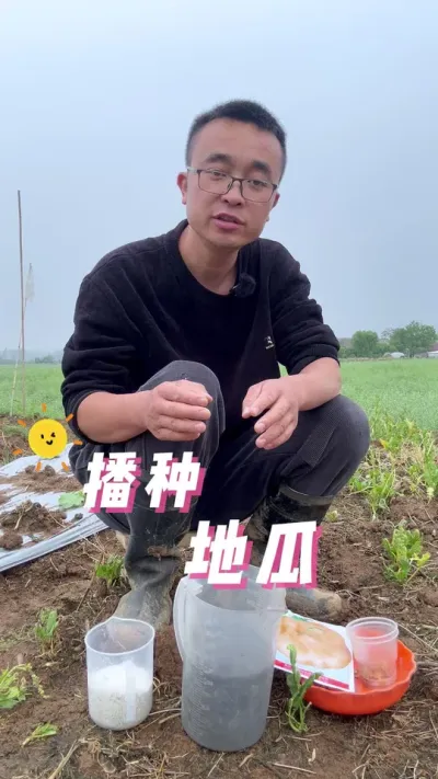 地瓜怎么播种？播种地瓜方法#种植技术 #种植小技巧 #我爱种菜 #一分耕耘一分收获 #学种菜