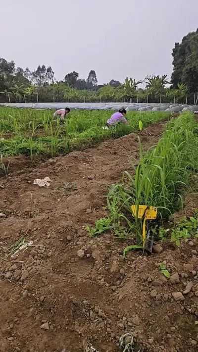 甘蔗好，草也好，开始干活#三农种植 #种甘蔗 #种植 #种植户 #生根壮苗