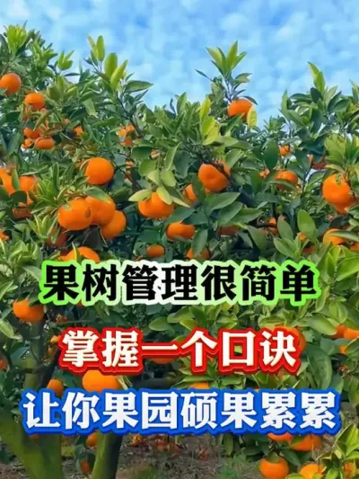 果树浇水丰产口诀#果树 #果树管理 #果树种植 #果园管理