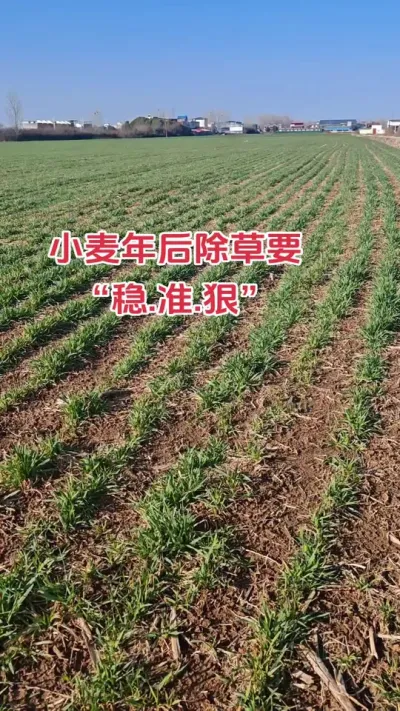 准备给小麦除草的注意了#农业人 #种地不容易 #农业种植 #抖音助农扶农 #小麦