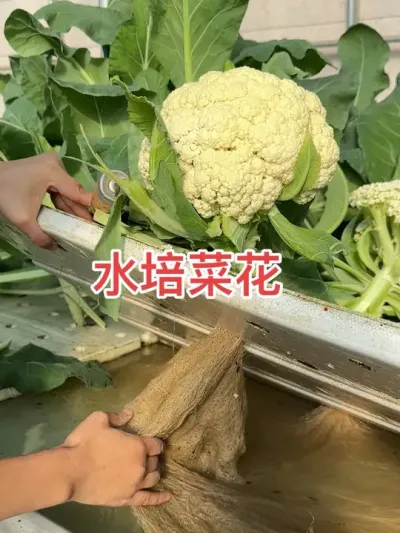 #三农 #无土栽培 #优质农产品 #立体农业
水培菜花，