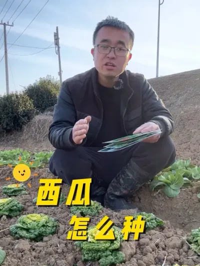 西瓜怎么种才能又大又甜？西瓜种植方法#关注我一起学种菜 #我的小菜园 #种植小技巧 #学种菜 #关注我一起学种菜