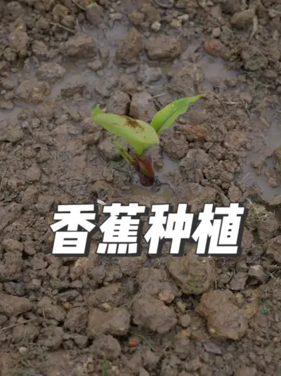 新农人将承担新使命 这是我返乡的第二年，第一年的香蕉都被霜打死了，今年我要早早种下香蕉，多浇水，多施肥。#抖音新农人 #一份耕耘一份收获