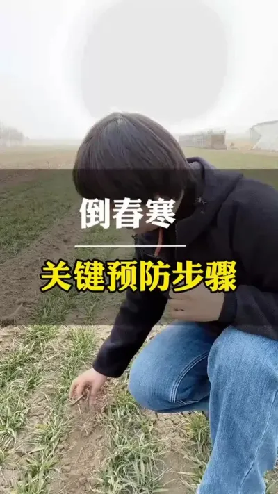 倒春寒，关键预防步骤！ #田间地头走一走 #小麦 #农民种地不容易