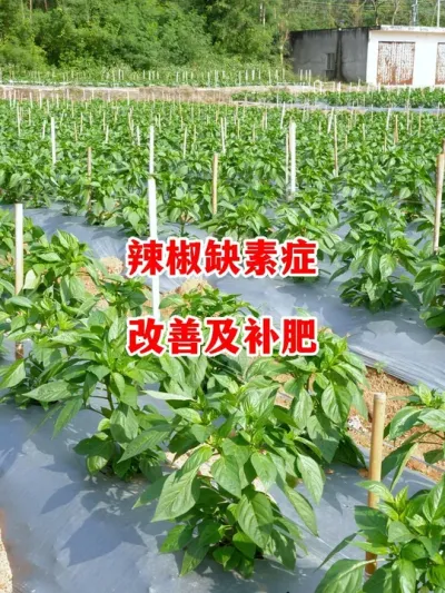 辣椒出现早衰缺素症表现如何解决#辣椒种植 #辣椒 #小米辣 #线椒 #来抖音学农技