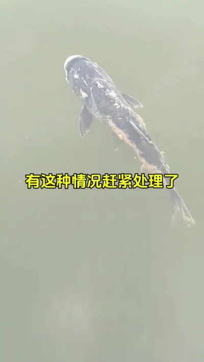 有这种情况要赶紧处理，不然真的是一年白养 #水产养殖 #鱼虾蟹养殖 #钓塘 @抖加🔥上热门🔥dou+🔥热点宝