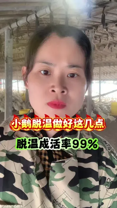 小鹅脱温做好这几点，脱温成活率99。#养鹅技术分享 #养鹅人 #狮头鹅 #养鹅 #三农