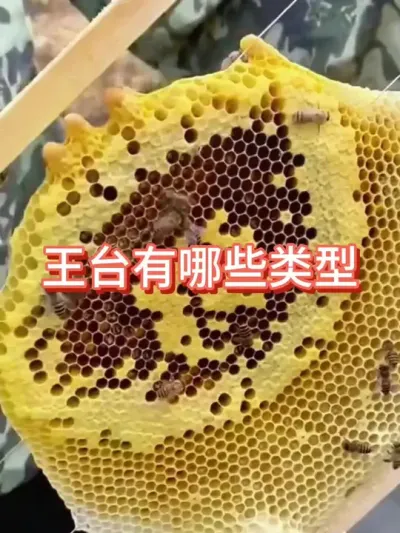王台有哪几种类型 #蜜蜂养殖 #三农 #王台