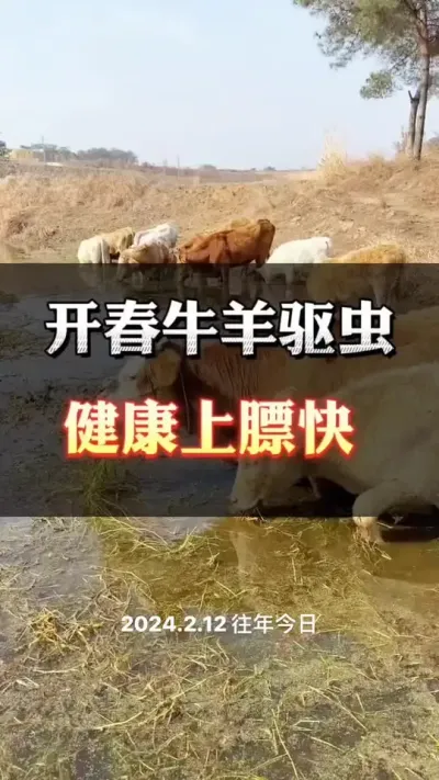 牛羊需要驱虫都有哪些症状#养殖户 #肉牛养殖 #全国养牛人 #西门塔尔母牛 #西门塔尔