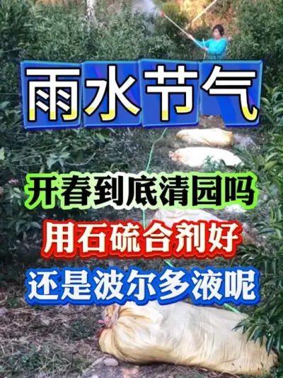 开春到底还要清园吗#果树种植 #果树管理 #果园管理 #病虫害防治