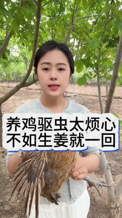 养鸡驱虫太烦心不如生姜用一回#养鸡#科学养鸡#散养土鸡#养鸡妙招#科学养鸡