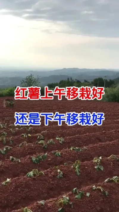 红薯上午移栽好还是下午移栽好#红薯种植#红薯移栽 #土壤改良 #红薯高产#种植小技巧