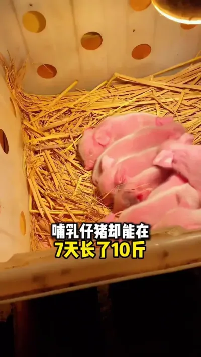 仔猪上肉小妙招，你学会了吗#仔猪 #母猪 #三农流量扶持计划