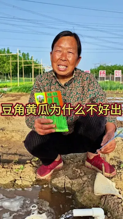 豆角黄瓜为什么不好出 豆角黄瓜为什么不好出#豆角种植 #黄瓜种植 #生菜杨姐