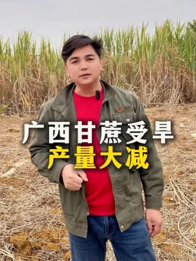 广西甘蔗受旱
产量大减#甘蔗#甘蔗种植#农业种植#三农#种植小技巧