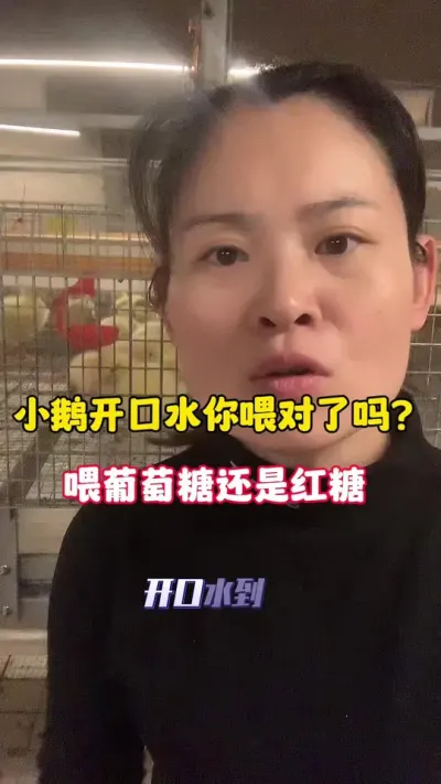 小鹅开口水你喂对了吗？喂葡萄糖还是红糖？#养鹅技术分享 #养鹅人 #新农人计划 #狮头鹅 #三农