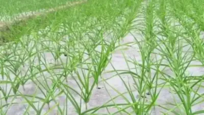 地膜覆盖大蒜超高产冬春季管理