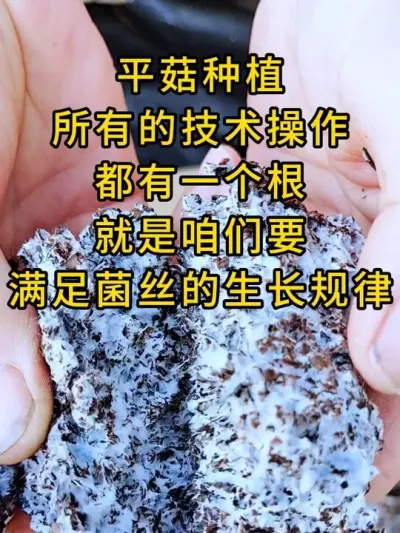 平菇种植，每天直播间分享不一样的，差异化的技术干货，关注我，平菇种植不迷路。#平菇种植 #平菇菌种 #食用菌栽培种 #栽培种