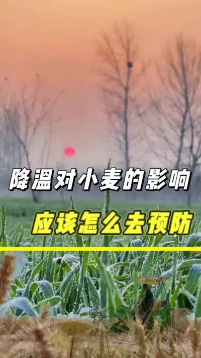 倒春寒对小麦带来的危害怎么预防#小麦 #农业 #三农 #倒春寒 #倒春寒预防