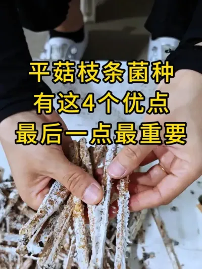 平菇枝条菌种，有这4个优点，最后一个最重要，最适合基地化生产#平菇种植 #平菇菌种 #食用菌栽培种 #栽培种