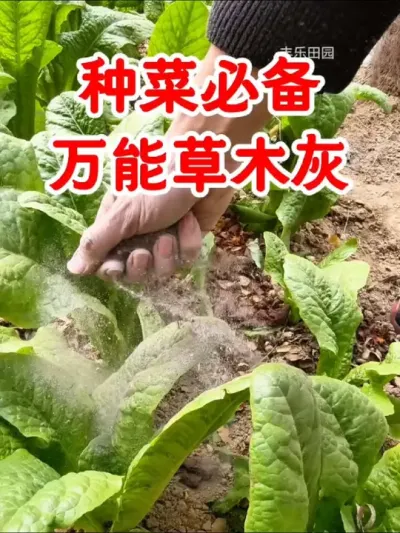 种菜必备万能草木灰，您种菜用上它会给您带来意想不到的惊喜 #种菜小技巧  #草木灰的作用 #草木灰 #农业种植 #分享农业知识帮农民增产增收
