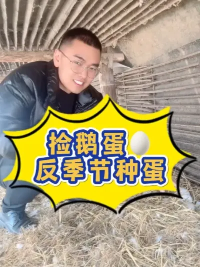 在合作客户6000只种鹅场捡鹅蛋是一种什么体验？养反季节种鹅下蛋是一门非常复杂且需要技术的事情，不懂不建议轻易入行。#养鹅技术分享 #养鹅人 #养鹅 #养鹅技术找晓雨