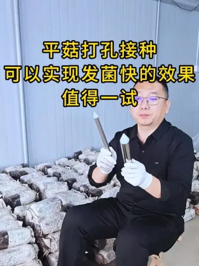 平菇种植，这个打孔器是我见过最好用的接种神器，可以实现发菌快的效果，值得一试。#平菇种植 #平菇菌种 #食用菌栽培种 #栽培种