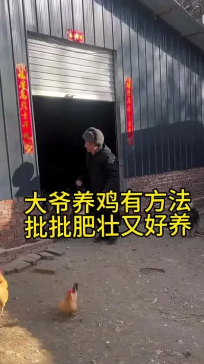 大爷养鸡有方法，批批肥壮又好养#科学养鸡 #鸡鸭鹅养殖 #服务三农支持三农 #养鸡人 #养殖小妙招